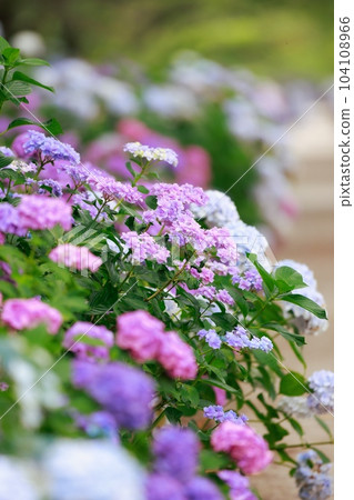 Hydrangea in Noichi 104108966