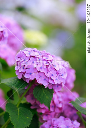 野市的繡球花 104108967