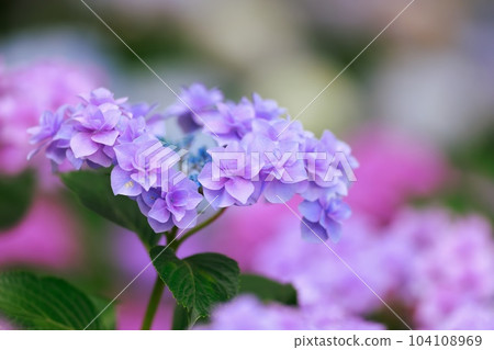Hydrangea in Noichi 104108969