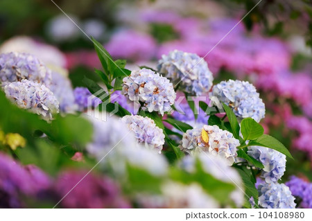 野市的繡球花 野市的繡球花 104108980