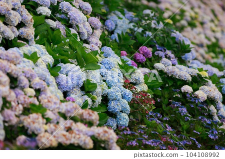 野市的繡球花 104108992