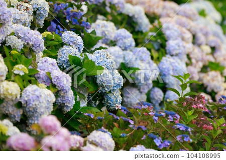 野市的繡球花 104108995