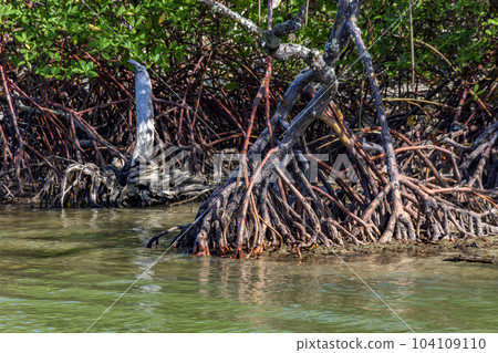 Dense preserved mangrove vegetation with its trees and roots Dense preserved mangrove vegetation with its trees and roots 104109110