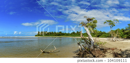 Image of the meeting of the mangrove with the sea at Sargi beach Image of the meeting of the mangrove with the sea at Sargi beach 104109111