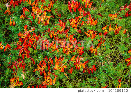 Red flowers of Parrot Beak endemic of Canary Island Red flowers of Parrot Beak endemic of Canary Island 104109120