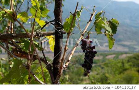 Germinating vine on farm, grape winery, ripe grape 104110137