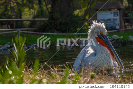 Divjake-Karavasta National Park in ALBANIA. Domesticated Wild Pelican Johny Divjake-Karavasta National Park in ALBANIA. Domesticated Wild Pelican Johny 104110145