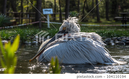 Divjake-Karavasta National Park in ALBANIA. Domesticated Wild Pelican Johny Divjake-Karavasta National Park in ALBANIA. Domesticated Wild Pelican Johny 104110194