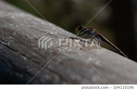 brown hawker (Aeshna grandis) is common in central and eastern Europe.  104110196