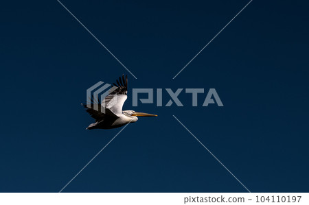 wild flying pelican in Albania 104110197
