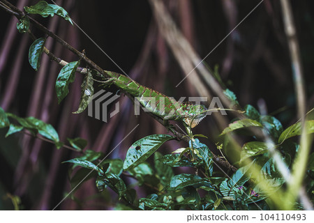 Green iguana on tree branch in tropical rainforest of Tortuguero National Park in Costa Rica Green iguana on tree branch in tropical rainforest of Tortuguero National Park in Costa Rica 104110493