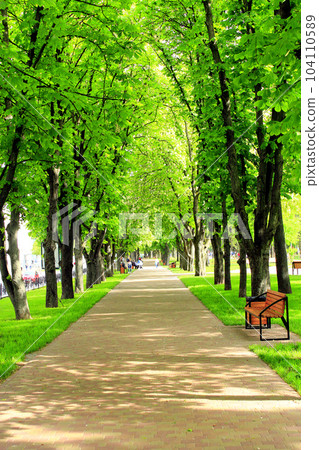 footpath in the park with big trees 104110589