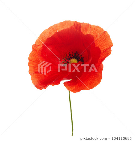 Bright red poppy flower isolated on white background 104110695