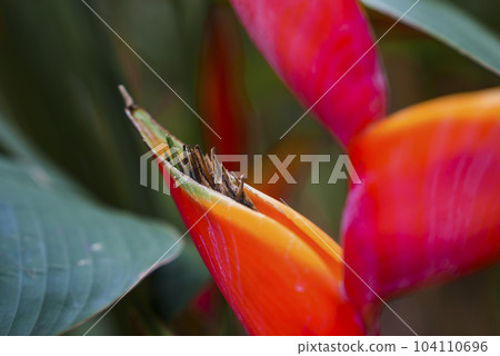 Extreme closeup of beautiful red ginger flower growing and blooming in forest at Costa Rica, nature and travel concept 104110696