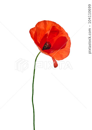 Bright red poppy flower isolated on white background Bright red poppy flower isolated on white background 104110699