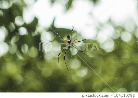 Golden silk orb weaver spider or giant wood spider sitting on cobweb with blurred green jungle background at Tortuguero national park in Costa Rica 104110798