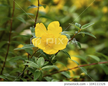 Quincebai黃色花 104111326