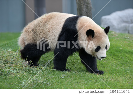 橫濱散步 104111641