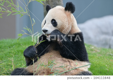 Yohama 美味地吃著竹子 104111648