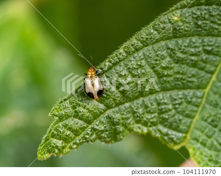 A beetle on a leaf A beetle on a leaf 104111970