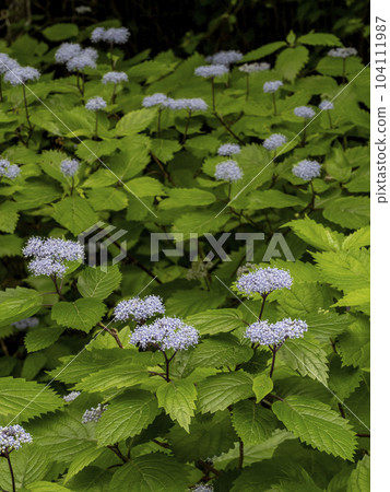 Hydrangea hydrangea quietly blooming in the shade Hydrangea hydrangea quietly blooming in the shade 104111987