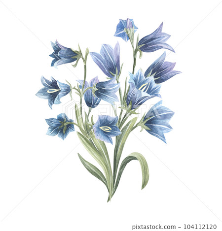 Hand Drawn Watercolor Bluebell Flower