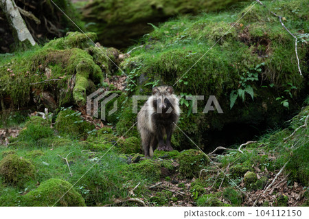 Real raccoon dog A raccoon dog that appeared near the first station of Mt. Fuji 104112150