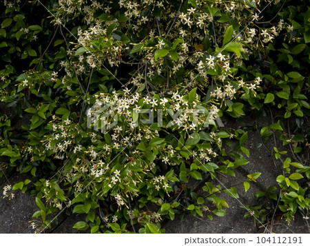 頂上垂下的定冠紫羅蘭花覆蓋了石崖 104112191