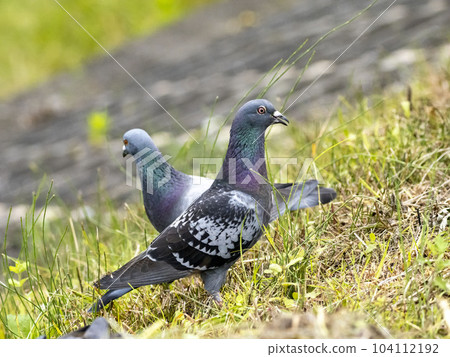 A feral pigeon eating grass seeds on the bank after mowing the grass 104112192