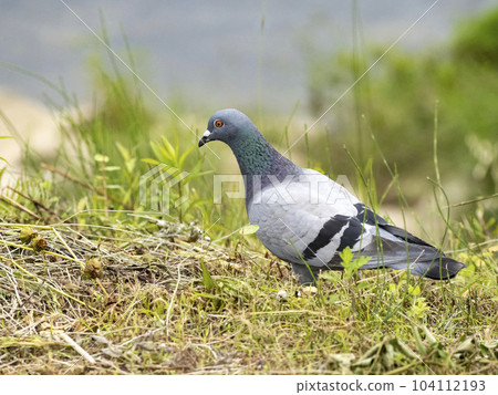 一隻野鴿割草後在岸邊吃草籽 104112193