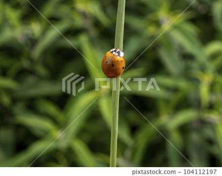 各種圖案的瓢蟲 104112197