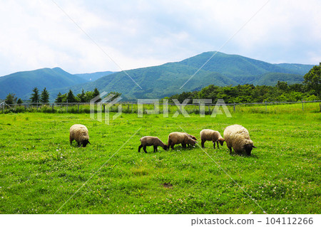 Sheep and Lamb Sheep and Lamb 104112266