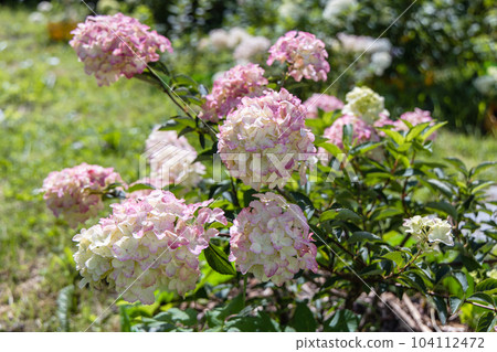 Hydrangea paniculata sort Fraise Melba hydrangea with pink flowers blooms in the garden in summer 104112472