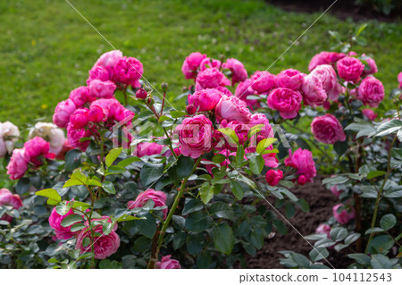 English rose David Austin blooms on a Bush in the summer in the garden English rose David Austin blooms on a Bush in the summer in the garden 104112543