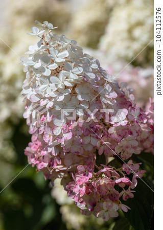 Hydrangea paniculata sort Limelight: hydrangea with green flowers blooms in the garden in summer 104112576