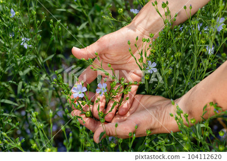 Female hands hold flax plants with flowers against the background of a flax field Female hands hold flax plants with flowers against the background of a flax field 104112620