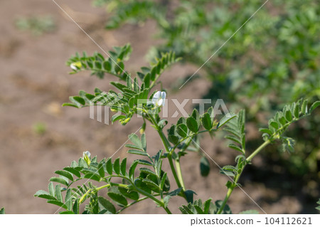 Chickpeas in garden with leaves. Chickpeas plant growing. Chickpeas in garden with leaves. Chickpeas plant growing. 104112621