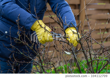 Pruning currant bushes in autumn. The pruner in the hands of the gardener. 104112709