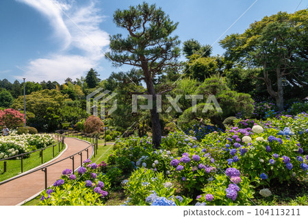 Hydrangea in full bloom at Howaen, Mito City, Ibaraki Prefecture 104113211