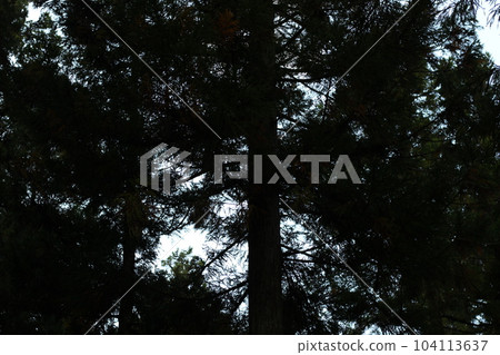 Camping scenery Camping scenery [Kyoto Prefecture] 104113637