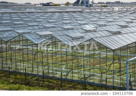 Greenhouse agricultural production Greenhouse agricultural production 104113799