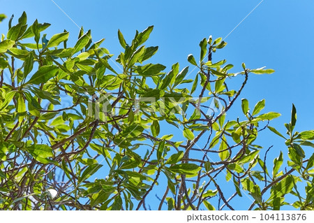 Spring Green Leaves 104113876