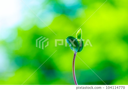 黑豆芽 黑豆芽 104114770