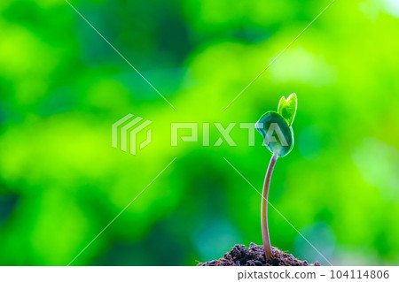 Black soybean sprout Black soybean sprout 104114806