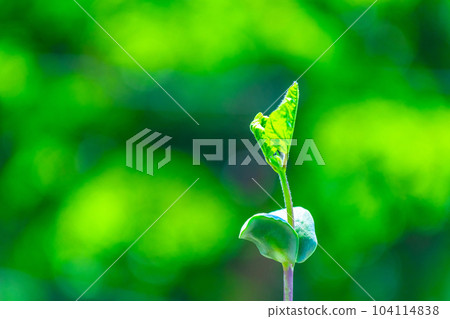 黑豆芽 黑豆芽 104114838