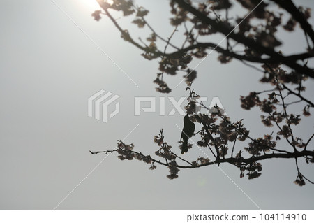 A bulbul on a cherry tree silhouetted by backlight A bulbul on a cherry tree silhouetted by backlight 104114910