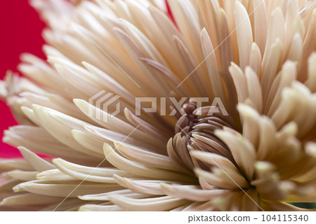 白菊花正在盛開。這是一張白菊花的特寫照片。 104115340