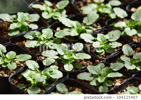 等待種植的中提琴盆栽苗 104115407