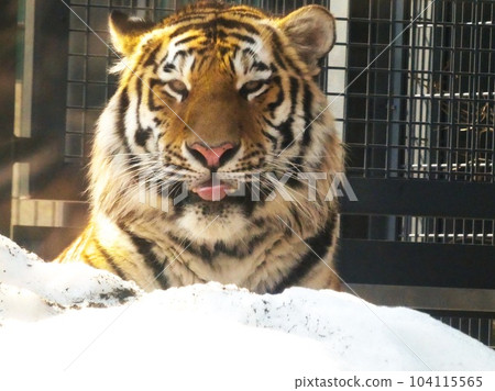 在丸山動物園很受歡迎 104115565