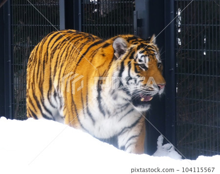 在丸山動物園很受歡迎 104115567